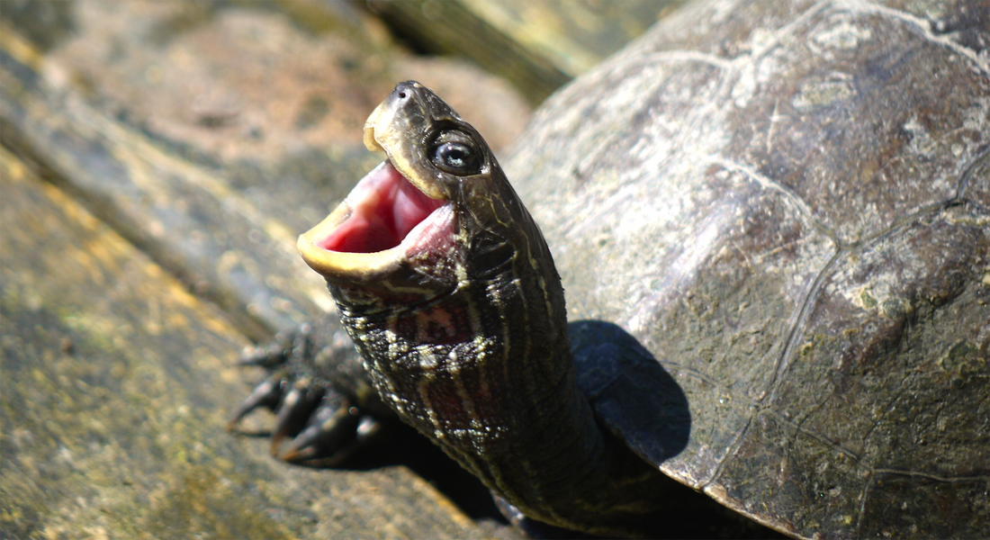 Lachende Longevity Schildkröte