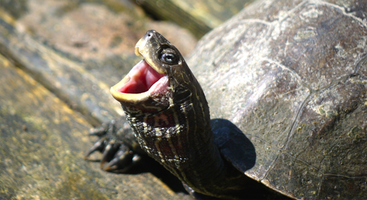 Lachende Longevity Schildkröte