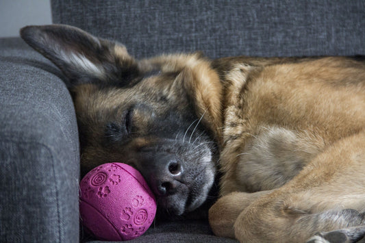 Schlafender Hund mit Lieblingsball